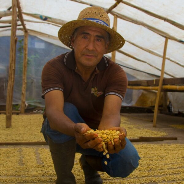 Bauer mit gelben Bio-Kaffeebohnen in den Händen im Gewächshaus. Dahinter Kaffenbohnen beim trocknen.