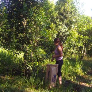 Frau bei der Ernte vom Bio Tee Wilde Mate. Grüne Umgebung mit Mate Bäumen. Vor der Frau steht ein großer Erntebehälter aus Pappe